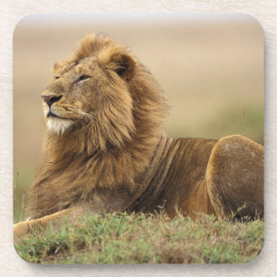 Posavasos Kenia, Masai Mara León macho
