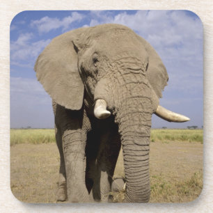 Posavasos Kenia: Parque Nacional de Amboseli, elefante macho