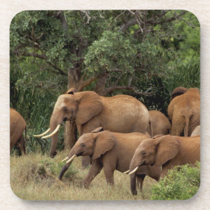 Posavasos Kenia: Parque Nacional de Tsavo Este, manada Afric