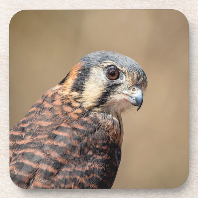 Posavasos Kestrel americano (Frente)