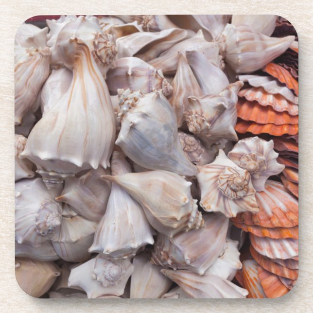 Posavasos Key West, conchas de mar (Frente)