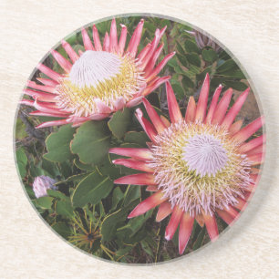 Posavasos King Protea (Protea Cynaroides), Helderberg