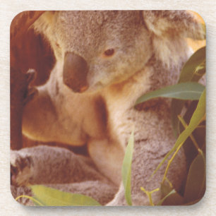 Posavasos Koala Bear Love