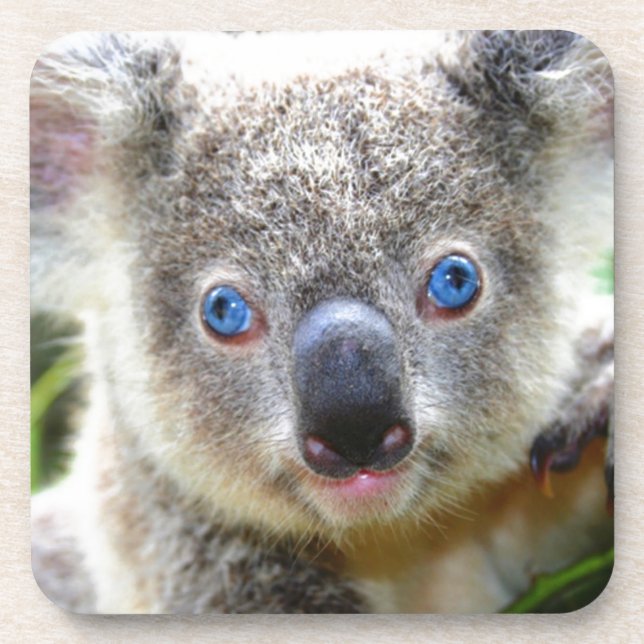 Posavasos Koala Bears (Frente)