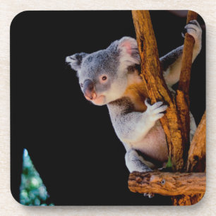 Posavasos Koala Cute en gris árbol