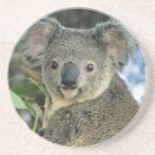 Posavasos Koala, Phascolarctos cinereus), en peligro de exti