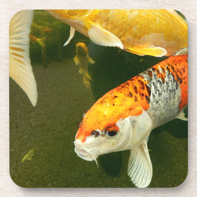 Posavasos Koi Carp Hard Plastic Coaster (Frente)