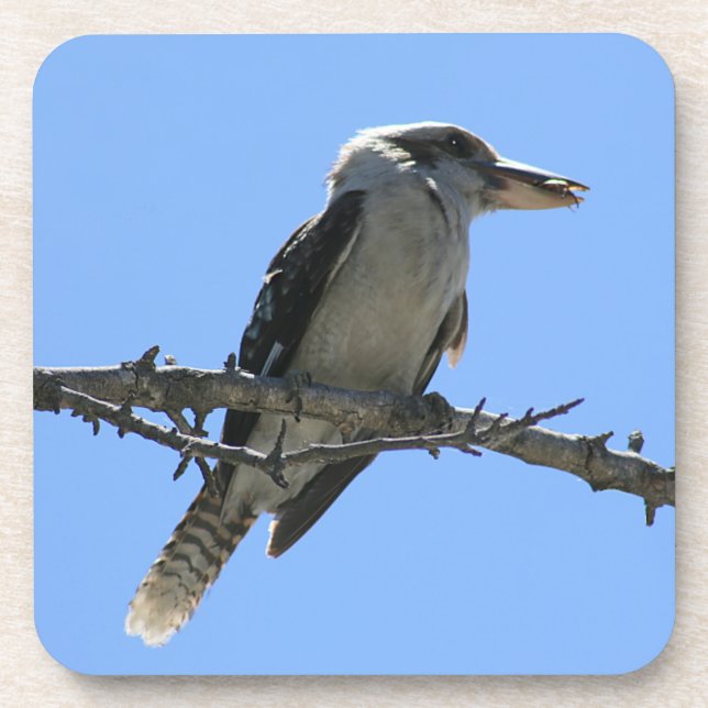 Posavasos Kookaburra australiana (Frente)
