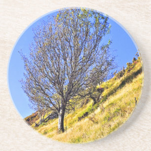 POSAVASOS L0NE TREE