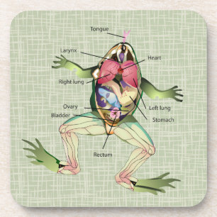 Posavasos La anatomía de la rana