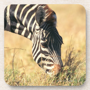 Posavasos La cebra 2 de Burchell