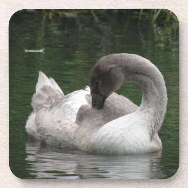 Posavasos La espigón de cisne de cisne (Frente)