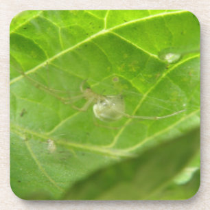 Posavasos La espuma de corcho de araña pequeña