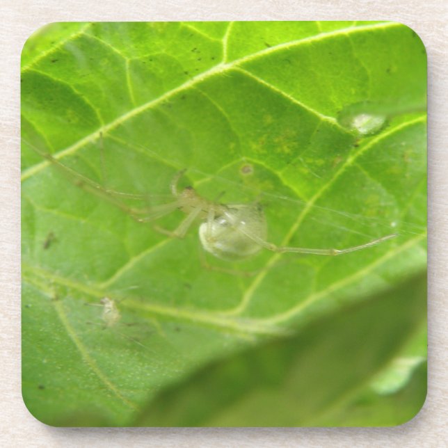 Posavasos La espuma de corcho de araña pequeña (Frente)
