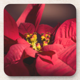 Posavasos La flor estrella de los Navidades de la poinsettia