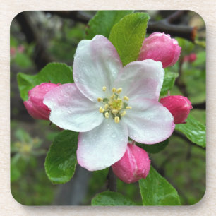 Posavasos La lluvia cae sobre la flor pequeña