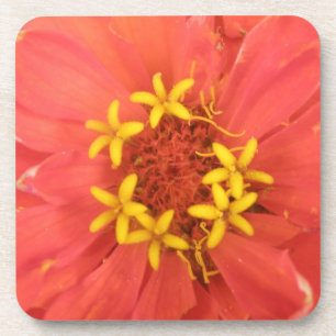 Posavasos La montaña rusa de corcho de macros de la zinnia r