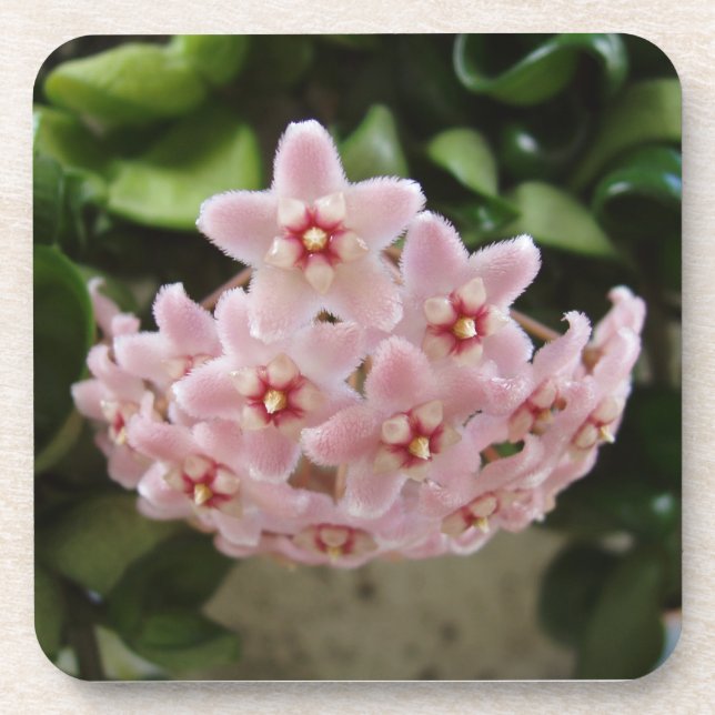 Posavasos La perfecta montaña rusa violeta africana (Frente)