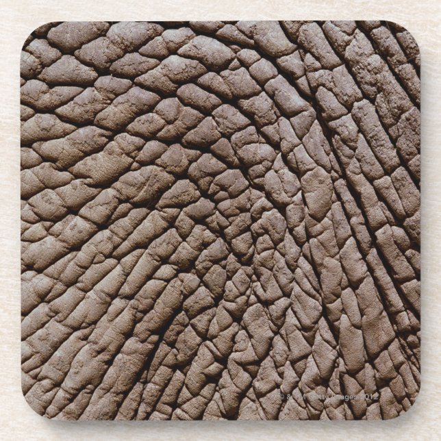 Posavasos La piel del elefante africano (africana del (Frente)