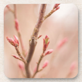 Posavasos La primavera soña los prácticos de costa del