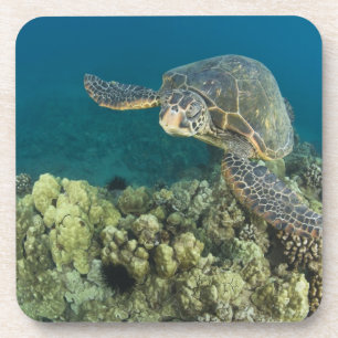 Posavasos La tortuga verde del mar, (Chelonia mydas), es la