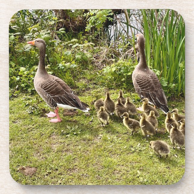 Posavasos La vida del pato. (Frente)