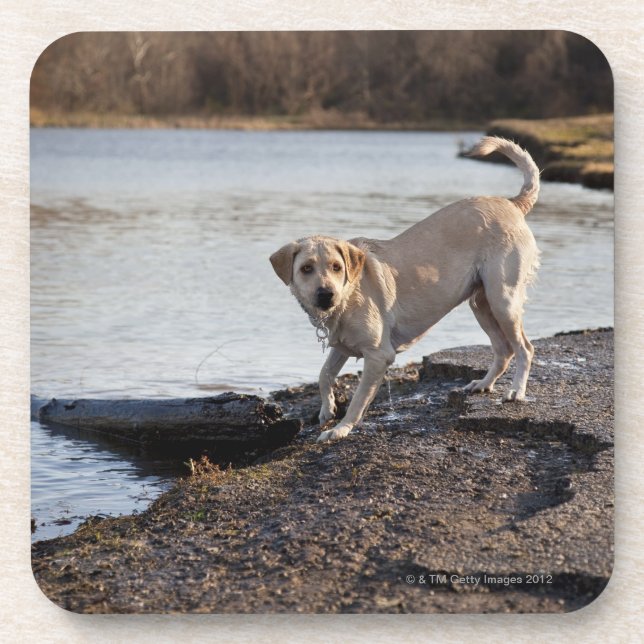 Posavasos Labrador blanco cerca de un lago (Frente)
