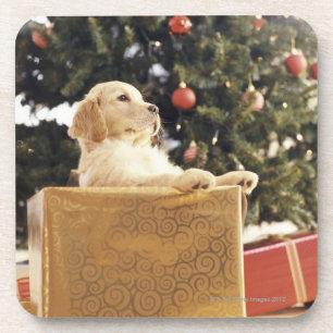 Posavasos Labrador joven que se inclina en un regalo de