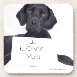 Posavasos Labrador negro 13 meses