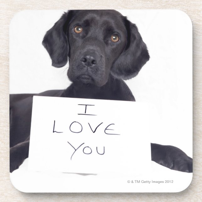 Posavasos Labrador negro 13 meses (Frente)