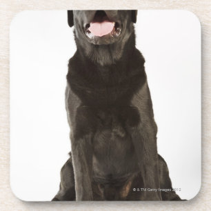 Posavasos Labrador negro (familiaris del Canis), jadeando,