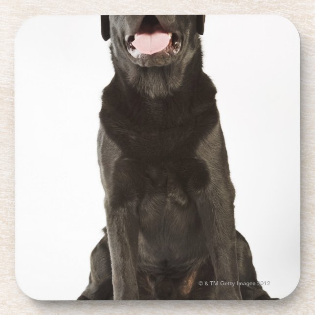 Posavasos Labrador negro (familiaris del Canis), jadeando, (Frente)