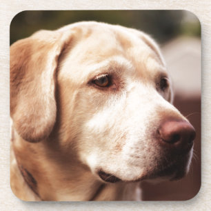 Posavasos Labrador Retriever