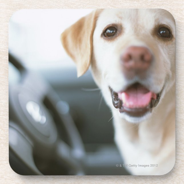 Posavasos Labrador retriever (Frente)