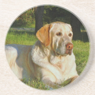 Posavasos Labrador retriever amarillo