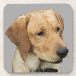 Posavasos Labrador retriever amarillo