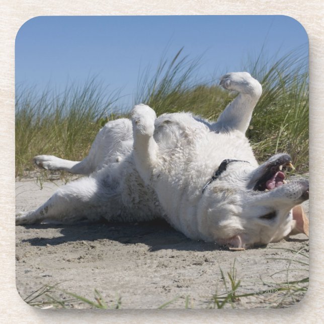 Posavasos Labrador retriever amarillo (Frente)