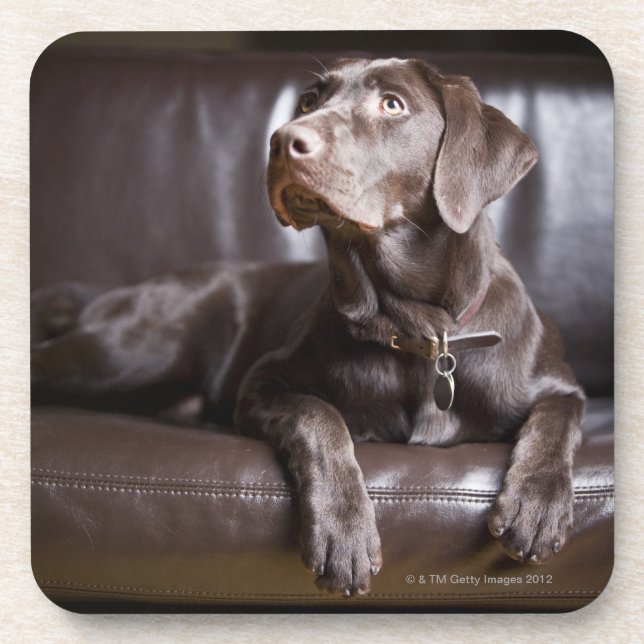 Posavasos Labrador retriever del chocolate (Frente)