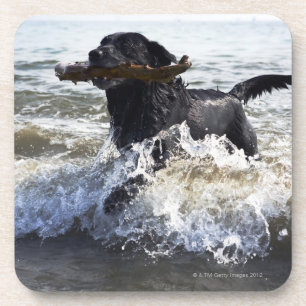 Posavasos Labrador retriever negro que corre a través de la