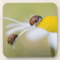 Ladybugs en una margarita de oxeye, Biei, Hokkaido