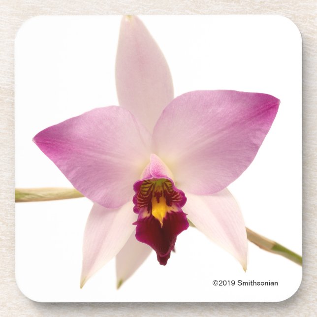 Posavasos Laelia Ancep (Frente)