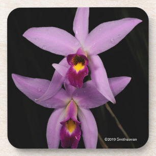 Posavasos Laelia Anceps