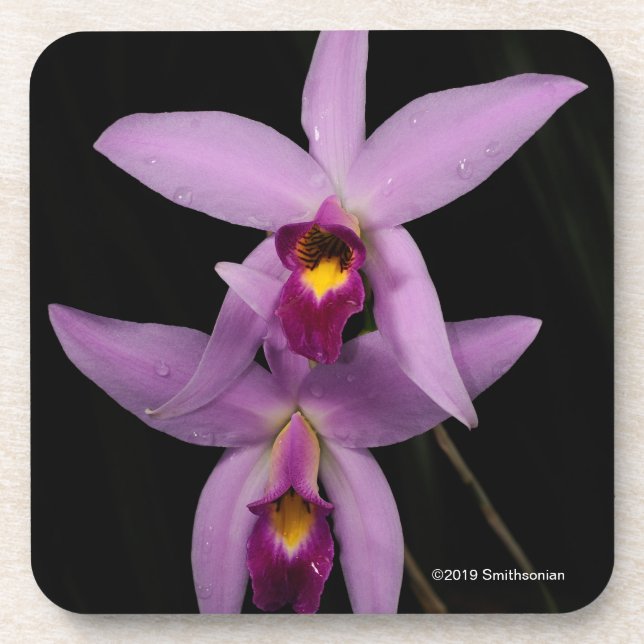 Posavasos Laelia Anceps (Frente)