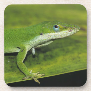 Posavasos Lagarto verde, Anolis carolinensis, adulto en palm