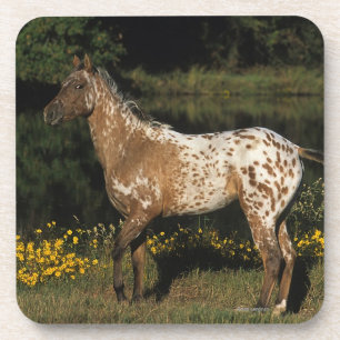 Posavasos Lago que hace una pausa horse del Appaloosa