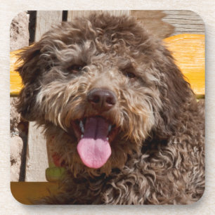 Posavasos Lagotto Romagnolo acostado en un banco de madera