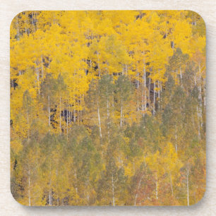 Posavasos Lambert Hollow, árboles de álamo temblón