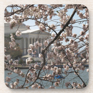 Posavasos Las flores de cerezo en flor en Washington DC