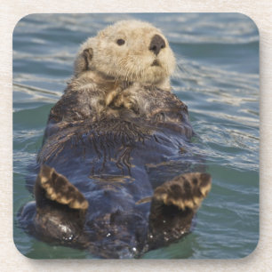 Posavasos Las nutrias marinas juegan con los icebergs en la