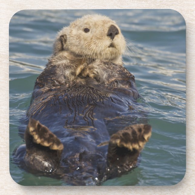 Posavasos Las nutrias marinas juegan con los icebergs en la  (Frente)